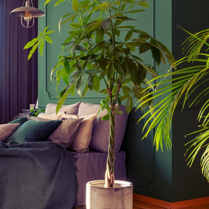 De ideale planten voor in de slaapkamer
