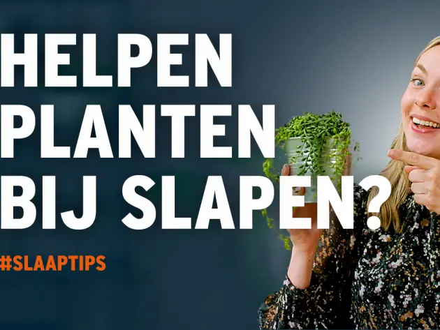 Welke planten zijn het best voor je slaapkamer?